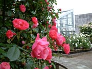 保内公園の園内でもバラの花が咲く