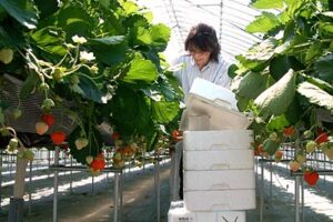 三条市上須頃の「でんでん虫農園」のハウスで高設栽培のイチゴ