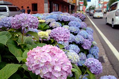 10日の国道289号の歩道の緑地帯で咲くアジサイ