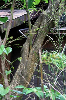 与板で木の幹を貫いてタケが伸びる共生の珍百景