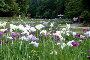 21日から花菖蒲まつりが行われるしらさぎ森林公園で咲くハナショウブ