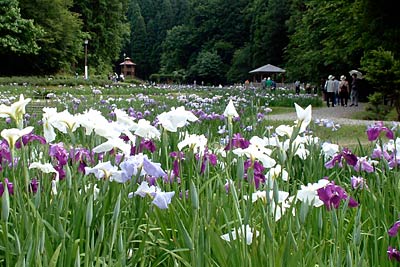 21日から花菖蒲まつりが行われるしらさぎ森林公園で咲くハナショウブ
