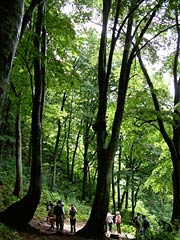 雨生ヶ池を包む巨大なブナの木