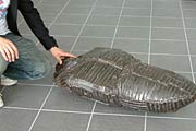 展示作品より