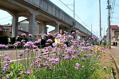 北陸地方の梅雨明けが発表された4日の三条市横町地内