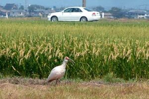 新潟国体開幕まで残りちょうど1カ月の26日、燕市へのトキ飛来を初めて確認