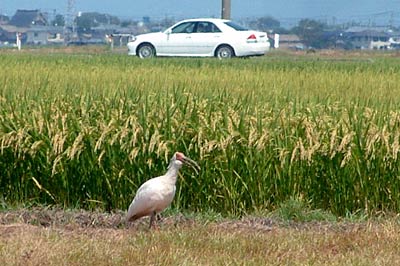 26日、燕市の休耕田に飛来したトキ