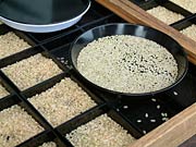 検査用の黒いの皿に載せたコメ