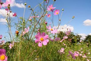 14日はさわやかな秋晴れでコスモスが秋風に揺れる