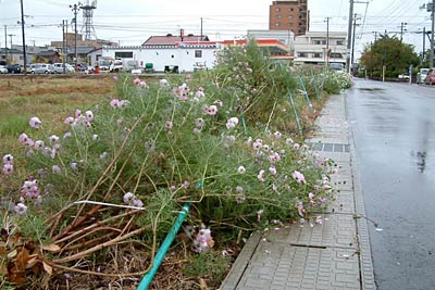 台風18号による強風で倒れた三条市旭町地内のコスモス
