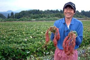 「いもッチ隊」がサツマイモ収穫祭を開く三条市棚鱗地内のサツマイモの畑と畑で収穫する紅東を手に熊倉代表