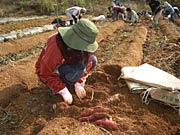 赤土の下から次々と紅色のサツマイモが姿を現した