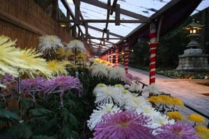 弥彦神社菊まつりが弥彦神社