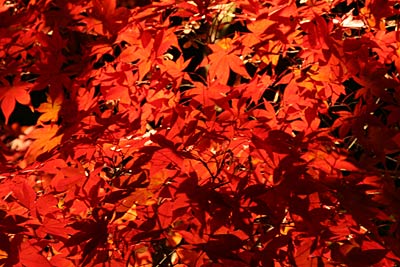 弥彦公園のライトアップ、燃えるように赤いモミジの紅葉