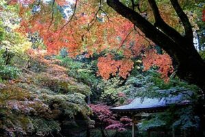 紅葉に彩られた加茂山公園