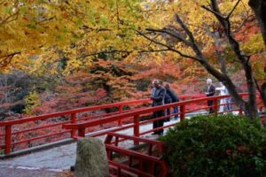 12日の弥彦公園もみじ谷の紅葉