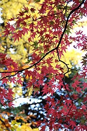 色とりどりの紅葉を楽しめる