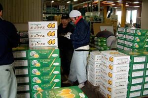 21日の「ル レクチエ」販売解禁に向けて出荷を進める三条市・大島選果場