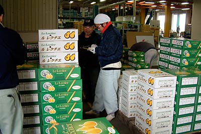 21日の「ル レクチエ」販売解禁に向けて出荷を進める三条市・大島選果場
