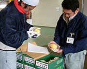 果実をひとつひとつ検査