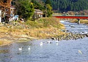 「しただブログ」に掲載された荒沢地内の五十嵐川に飛来したハクチョウ