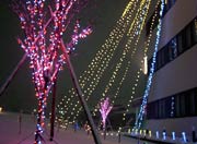 雪の降るなかで華やかな光りが映える