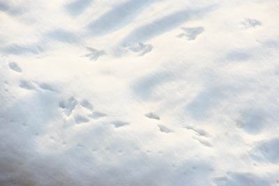 雪原には無数の動物の足跡が