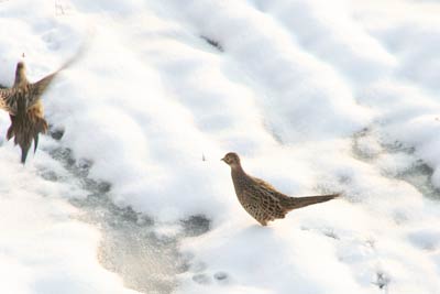 雪原の上でキジのような鳥が飛んだり歩いたり