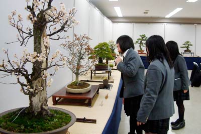 13、14日と三条市中央公民館で開かれている陽風会の新春盆栽展