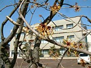 三条市中央公民館咲いたマンサクの花