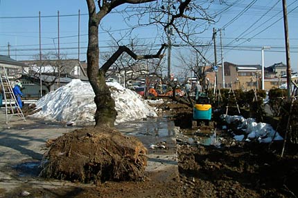 三条市厚生福祉会館で行われているサクラの移植作業