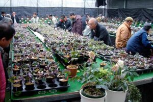 14日まで「園芸ヌグリー」で開かれている三条雪割草寿会の第11回雪割草展を