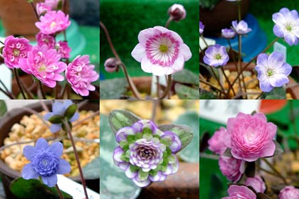 会場で競うように咲く色とりどりのユキワリソウの花
