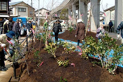 9号ポケットパークに「しらさぎ森林公園」で採取した樹木を植樹