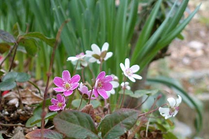 三条市横町地内の民家の庭でユキワリソウの花とスイセンのつぼみ