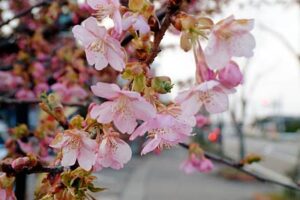 燕市内で早咲きのサクラ、カワズザクラが咲き始め