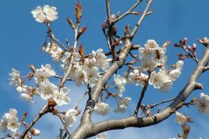 8日の三条市は気温は上がらなかったもののさわやかな青空が広がる