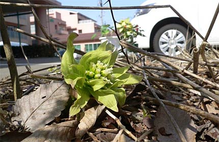 「しただブログ」に掲載された介護老人保健施設いっぷく敷地で芽を出したフキノトウ
