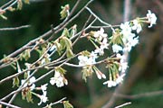 すでに咲いているのはヤマザクラか
