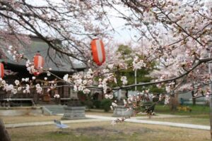 燕市南3、金山神社で咲き始めたサクラ