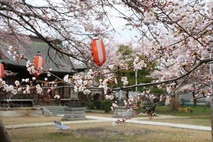 燕市南3、金山神社で咲き始めたサクラ