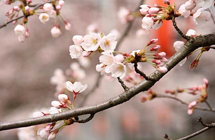 つぼみも赤みを増して景色が淡いピンクに染まる