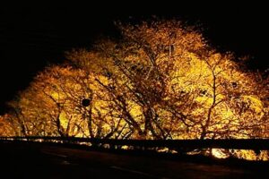 燕消防署前のサクラのライトアップ