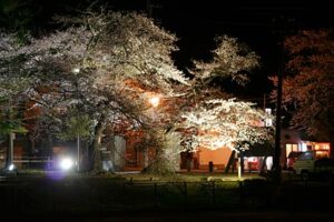 花曇りながら週明けの5月上旬並みの陽気で県央地域のサクラは一気に開花が進んで見ごろに