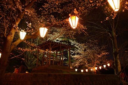三条市・八幡公園の夜桜