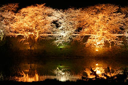 燕消防署前の中ノ口川左岸のサクラのライトアップ