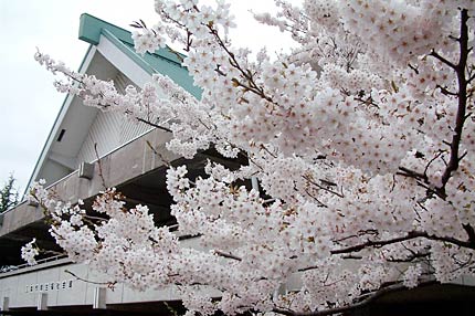 三条市厚生福祉会館駐車場のサクラ、ソメイヨシノが満開