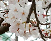 見事に咲いた花