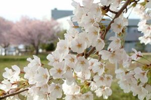 三条市では市街地のサクラは散り始め