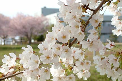 満開から散り始めの三条金属工業団地内のサクラ並木